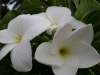 dsc00894
